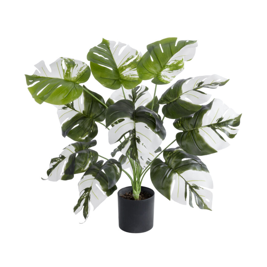 GloboStar® Artificial Garden ALBINO MONSTERA PLANT 20935 - Διακοσμητικό Φυτό Λευκή Μονστέρα Φ60 x Υ55cm