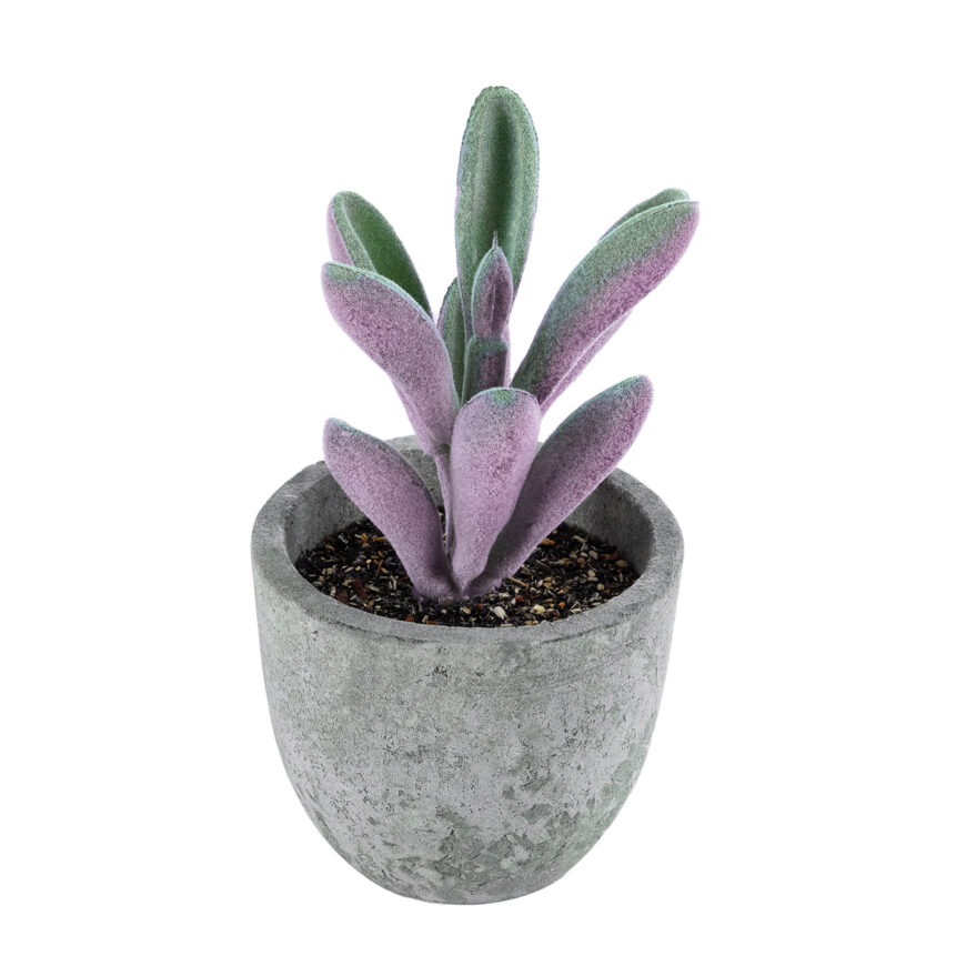 GloboStar® Artificial Garden SUCCULENT CRASULLA 21031 Διακοσμητικό Φυτό Παχύφυτο Κράσουλα Υ11cm