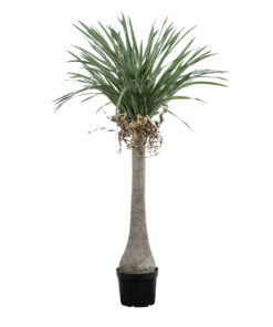 GloboStar® Artificial Garden BEAUCARNEA PALM TREE 20046 Τεχνητό Διακοσμητικό Φυτό Κυρτόφυλλος Μπουκαρνέα Υ165cm