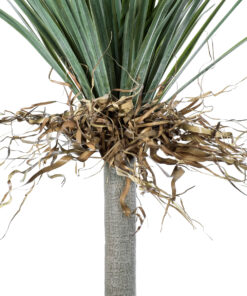 GloboStar® Artificial Garden BEAUCARNEA PALM TREE 20047 Τεχνητό Διακοσμητικό Φυτό Κυρτόφυλλος Μπουκαρνέα Υ200cm