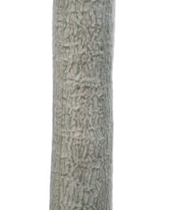 GloboStar® Artificial Garden BEAUCARNEA PALM TREE 20047 Τεχνητό Διακοσμητικό Φυτό Κυρτόφυλλος Μπουκαρνέα Υ200cm