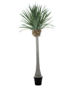 GloboStar® Artificial Garden BEAUCARNEA PALM TREE 20048 Τεχνητό Διακοσμητικό Φυτό Κυρτόφυλλος Μπουκαρνέα Υ250cm