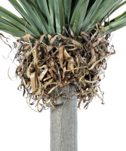 GloboStar® Artificial Garden BEAUCARNEA PALM TREE 20048 Τεχνητό Διακοσμητικό Φυτό Κυρτόφυλλος Μπουκαρνέα Υ250cm