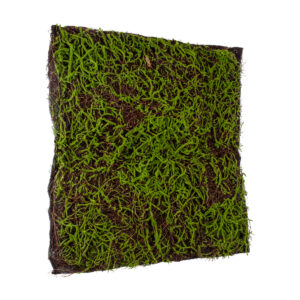 GloboStar® Artificial Garden BRYOPHYTA 20143 Τεχνητό Διακοσμητικό Πάνελ Φυλλωσιάς – Κάθετος Κήπος Βρύα Μ100 x Π100 x Υ5cm