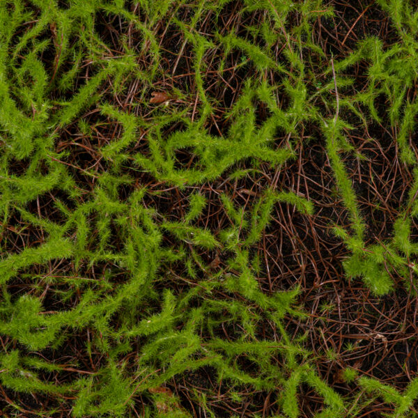 GloboStar® Artificial Garden BRYOPHYTA 20143 Τεχνητό Διακοσμητικό Πάνελ Φυλλωσιάς – Κάθετος Κήπος Βρύα Μ100 x Π100 x Υ5cm