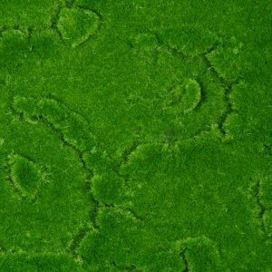 GloboStar® Artificial Garden BRYOPHYTA 20145 Τεχνητό Διακοσμητικό Πάνελ Φυλλωσιάς – Κάθετος Κήπος Βρύα Μ100 x Π100 x Υ3cm