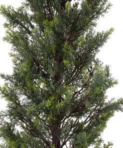GloboStar® Artificial Garden LEMON CYPRESS 20151 Τεχνητό Διακοσμητικό Φυτό Λεμονόκυπάρισσο Υ120cm