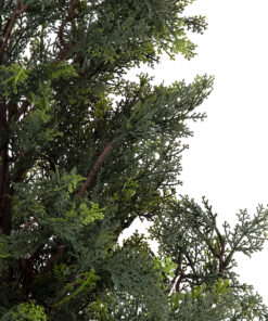 GloboStar® Artificial Garden LEMON CYPRESS 20153 Τεχνητό Διακοσμητικό Φυτό Λεμονόκυπάρισσο Υ180cm