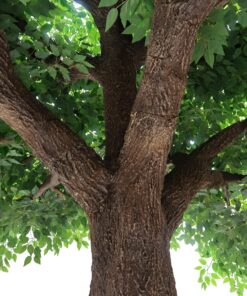 GloboStar® Artificial Garden BANYAN FICUS TREE 20160 Τεχνητό Διακοσμητικό Δέντρο Ινδική Συκιά Φίκος Υ340cm