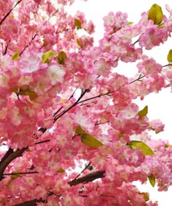 GloboStar® Artificial Garden CHERRY PRUNUS BLOSSOM TREE 20164 Τεχνητό Διακοσμητικό Δέντρο Άνθος Κερασιάς Προύμνη Υ340cm