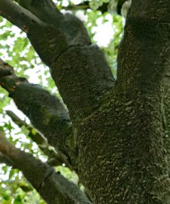 GloboStar® Artificial Garden LABURNUM TREE 20165 Τεχνητό Διακοσμητικό Δέντρο Λαβούρνο Υ340cm