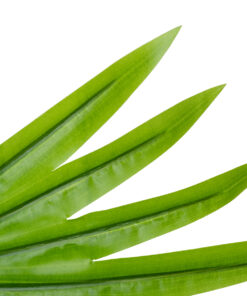 GloboStar® Artificial Garden SERENOA PALM LEAF 20172 Τεχνητό Διακοσμητικό Φύλο Φοινικόδεντρου Σερενόα Βεντάλια Π77 x Υ140cm