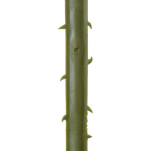 GloboStar® Artificial Garden SERENOA PALM LEAF 20172 Τεχνητό Διακοσμητικό Φύλο Φοινικόδεντρου Σερενόα Βεντάλια Π77 x Υ140cm