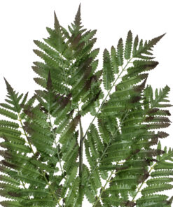 GloboStar® Artificial Garden ALSOPHILA FERN LEAF 20178 Τεχνητό Διακοσμητικό Φύλο Φτέρης Π60 x Υ180cm