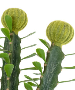 GloboStar® Artificial Garden CEREUS JAMACARU CACTUS 20193 Τεχνητό Διακοσμητικό Φυτό Κάκτος Κηρίος Υ120cm