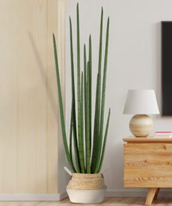 GloboStar® Artificial Garden SANSEVIERIA CYLINDRICA 20211 Τεχνητό Διακοσμητικό Φυτό Σανσεβιέρια Υ160cm
