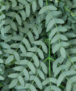 GloboStar® Artificial Garden ACACIA HANGING BRANCH 20254 Τεχνητό Διακοσμητικό Κρεμαστό Φυτό Ακακία Υ130cm