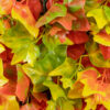 GloboStar® Artificial Garden AUTUMN MAPLE 20349 Τεχνητό Διακοσμητικό Πάνελ Φυλλωσιάς – Κάθετος Κήπος σύνθεση Φθινοπωρινός Σφένδαμος Μ50 x Π50 x Υ10cm