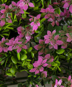 GloboStar® Artificial Garden CYPHEA HYSSOPIFOLIA 20350 Τεχνητό Διακοσμητικό Πάνελ Λουλουδιών – Κάθετος Κήπος σύνθεση Άνθος Κουφέας Μ50 x Π50 x Υ11cm