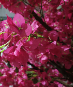 GloboStar® Artificial Garden RHODODENDRON TREE 20363 Τεχνητό Διακοσμητικό Δέντρο Ροδόδενδρο Υ350cm