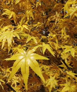 GloboStar® Artificial Garden WINTER MAPLE TREE 20364 Τεχνητό Διακοσμητικό Δέντρο Χειμωνιάτικος Σφένδαμος Υ350cm