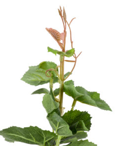 GloboStar® Artificial Garden VITIS GRAPE TREE 20379 Τεχνητό Διακοσμητικό Φυτό Άμπελος Υ90cm