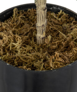 GloboStar® Artificial Garden FIG TREE 20380 Τεχνητό Διακοσμητικό Φυτό Συκιά Υ50cm