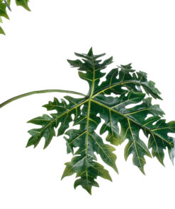 GloboStar® Artificial Garden PAPAYA TREE 20383 Τεχνητό Διακοσμητικό Φυτό Παπάγια Υ270cm
