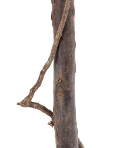 GloboStar® Artificial Garden BUXUS 20407 Τεχνητό Διακοσμητικό Φυτό Πυξός Υ120cm