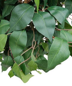 GloboStar® Artificial Garden FICUS BENJAMINA TREE 20432 Τεχνητό Διακοσμητικό Φυτό Φίκος Μπενζαμίνη Υ300cm