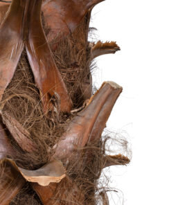 GloboStar® Artificial Garden COCONUT PALM TREE 20436 Τεχνητό Διακοσμητικό Φοινικόδεντρο Κοκοφοίνικας Υ600cm