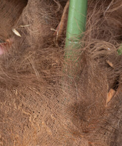 GloboStar® Artificial Garden COCONUT PALM TREE 20436 Τεχνητό Διακοσμητικό Φοινικόδεντρο Κοκοφοίνικας Υ600cm