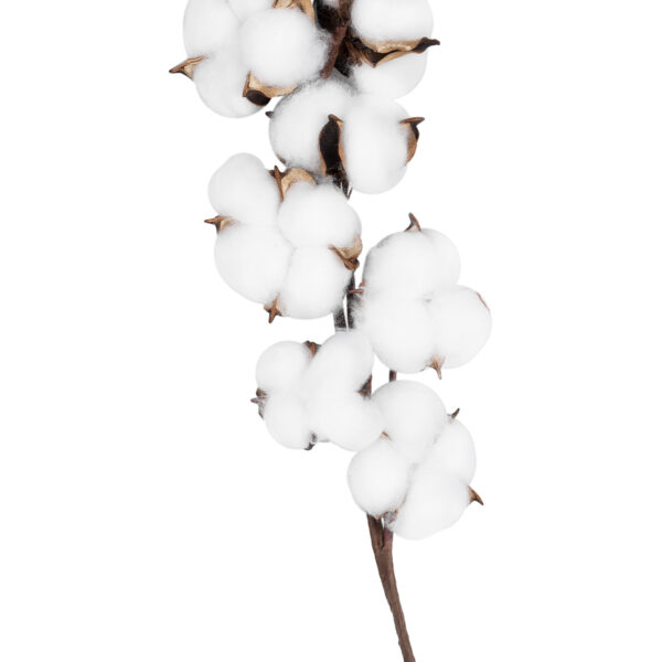 GloboStar® Artificial Garden COTTON BRANCH 20559 Τεχνητό Διακοσμητικό Κλαδί βαμβάκι Y55cm