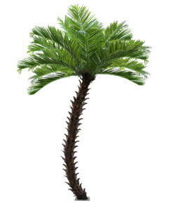 GloboStar® Artificial Garden PHOENIX ROEBELENII PALM TREE 20597 Τεχνητό Διακοσμητικό Φυτό Φοινικόδεντρο Ρομπελίνι Εξωτερικού Χώρου IP68 UV Certified Protection Υ600cm