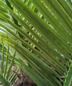 GloboStar® Artificial Garden PHOENIX ROEBELENII PALM TREE 20597 Τεχνητό Διακοσμητικό Φυτό Φοινικόδεντρο Ρομπελίνι Εξωτερικού Χώρου IP68 UV Certified Protection Υ600cm