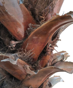 GloboStar® Artificial Garden PHOENIX ROEBELENII PALM TREE 20597 Τεχνητό Διακοσμητικό Φυτό Φοινικόδεντρο Ρομπελίνι Εξωτερικού Χώρου IP68 UV Certified Protection Υ600cm