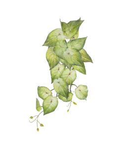 GloboStar® Artificial Garden SYNGONIUM HANGING PLANT 20598 Τεχνητό Διακοσμητικό Κρεμαστό Φυτό Συγκόνιο Υ50cm