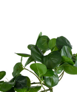 GloboStar® Artificial Garden HANGING PEPEROMIA 20599 Τεχνητό Διακοσμητικό Κρεμαστό Φυτό Πεπερόμια Μ30 x Π31 x Υ50cm