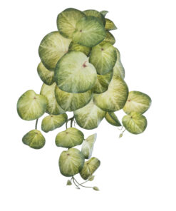 GloboStar® Artificial Garden SYNGONIUM HANGING PLANT 20607 Τεχνητό Διακοσμητικό Κρεμαστό Φυτό Συγκόνιο Υ45cm