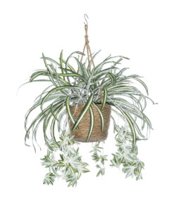 GloboStar® Artificial Garden CHLOROPHYTUM COMOSUM HANGING PLANT 20638 Τεχνητό Κρεμαστό Διακοσμητικό Χλωρόφυτο Y50cm