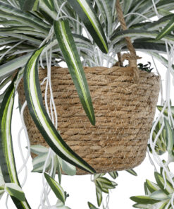 GloboStar® Artificial Garden CHLOROPHYTUM COMOSUM HANGING PLANT 20638 Τεχνητό Κρεμαστό Διακοσμητικό Χλωρόφυτο Y50cm