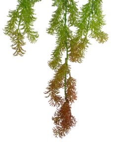 GloboStar® Artificial Garden HANGING CYPRESS 20822 Τεχνητό Διακοσμητικό Κρεμαστό Φυτό Κυπαρίσσι Μ25 x Π15 x Υ80cm
