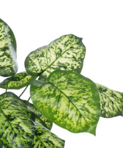 GloboStar® Artificial Garden DIEFFENBACHIA PLANT 20914 Διακοσμητικό Φυτό Διφενμπάχια Φ58 x Υ75cm