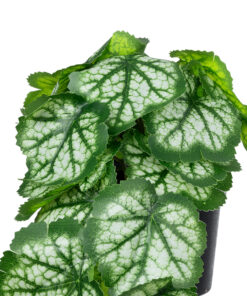 GloboStar® Artificial Garden WHITE BEGONIA PLANT 20947 Διακοσμητικό Φυτό Λευκή Μπιγόνια Φ23 x Υ16cm