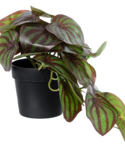 GloboStar® Artificial Garden BROWN PEPEROMIA PLANT 20952 Διακοσμητικό Φυτό Καφέ Πεπερόμια Φ23 x Υ16cm