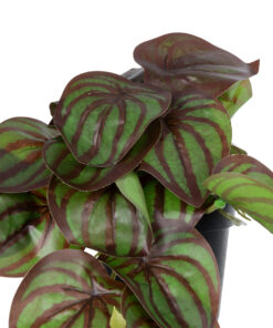 GloboStar® Artificial Garden BROWN PEPEROMIA PLANT 20952 Διακοσμητικό Φυτό Καφέ Πεπερόμια Φ23 x Υ16cm