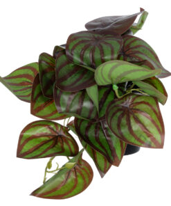 GloboStar® Artificial Garden BROWN PEPEROMIA PLANT 20952 Διακοσμητικό Φυτό Καφέ Πεπερόμια Φ23 x Υ16cm