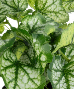 GloboStar® Artificial Garden BEGONIA PLANT 20958 Διακοσμητικό Φυτό Βιγόνια Φ47 x Υ22cm