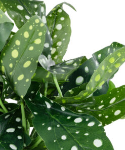 GloboStar® Artificial Garden BEGONIA POLKA DOT PLANT 20959 Διακοσμητικό Φυτό Βιγόνια Φ50 x Υ22cm