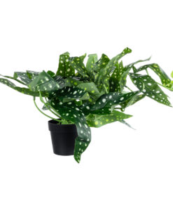 GloboStar® Artificial Garden BEGONIA POLKA DOT PLANT 20959 Διακοσμητικό Φυτό Βιγόνια Φ50 x Υ22cm